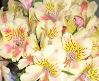 Flowers from the garden.