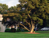 A speciman tree in the 'hood.