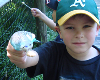 Budgies are fun!