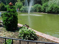 The Pond Garden