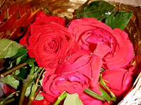 Roses are red!