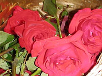 roses for Rosemary!