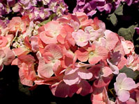 Altar flowers