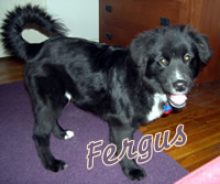Fergus