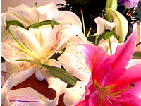 Huge flowers